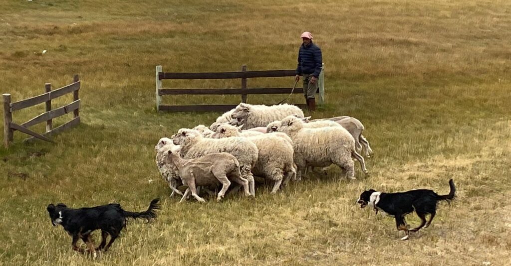 Sheep and shearing shed at a Patagonian estancia