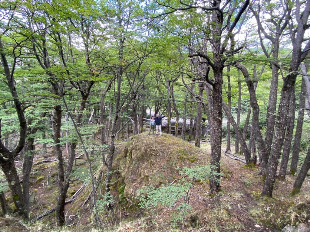 Native Patagonian shrubs and beech trees around El Calafate