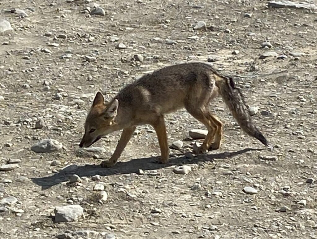 Patagonian fox in the surroundings of El Calafate