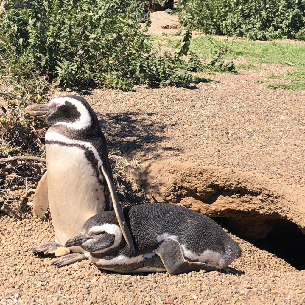 Magellanic penguin with characteristic black chest bands