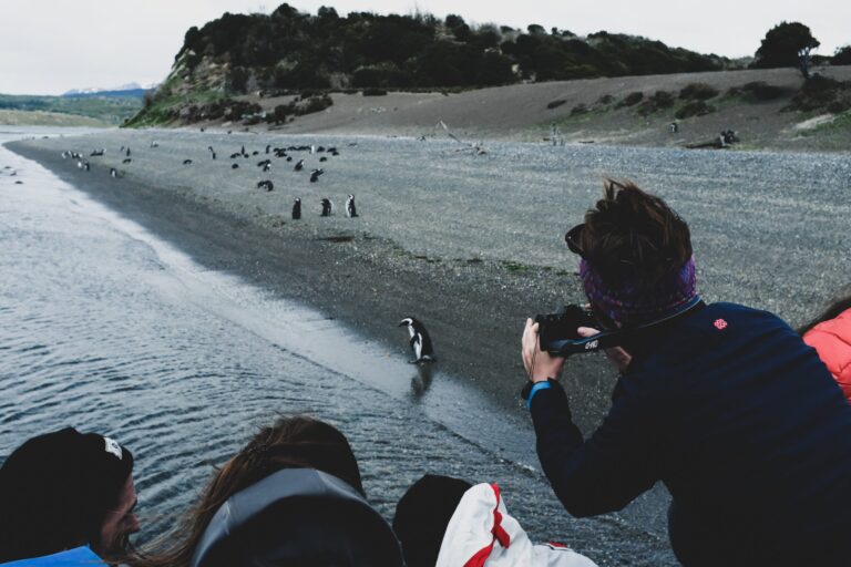 Gable Island Hike, Penguin Watching & Historic Harberton