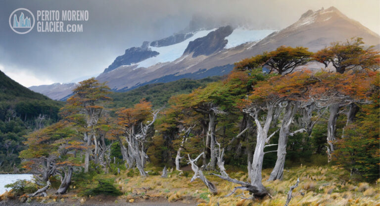 Tour to Tierra del Fuego National Park from Ushuaia