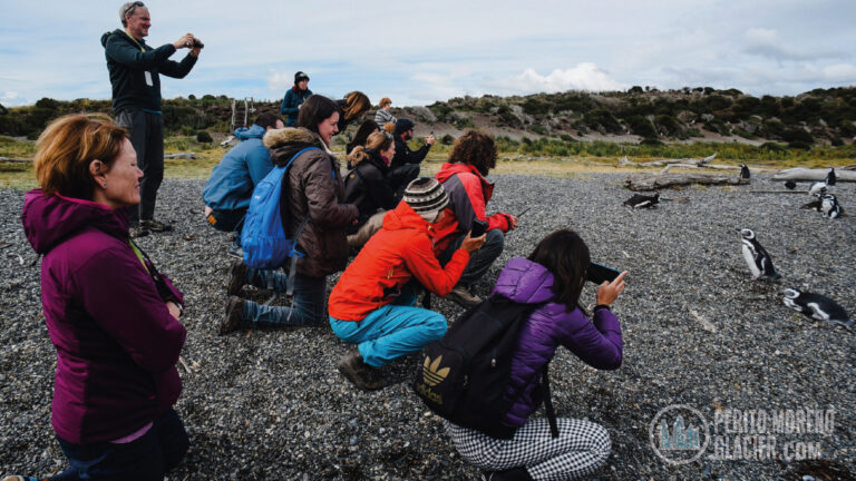 Penguin Tour in Martillo Island from Ushuaia – Walk with Penguins!