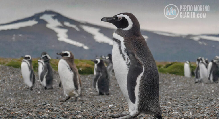Beagle Channel Navigation: Sea Lions Island + Martillo Island Penguin Rookery