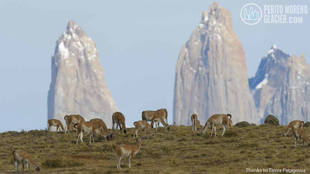Tierra Patagonia, a wonderful luxury hotel in Torres del Paine National Park