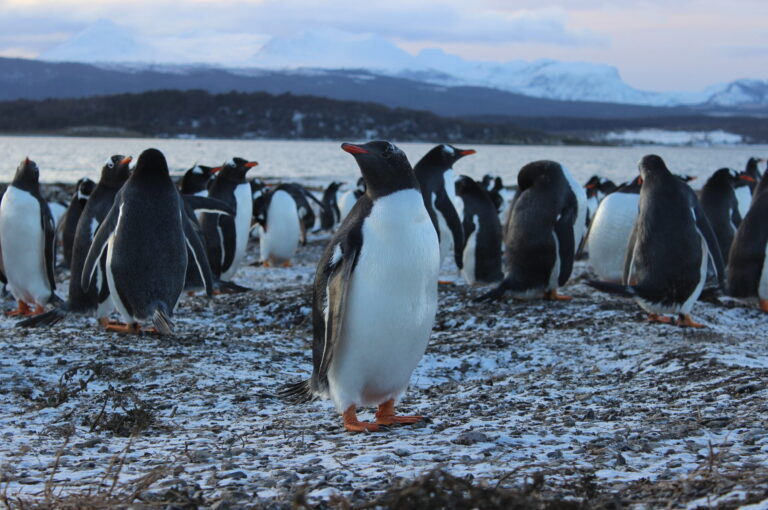 winter penguins 6